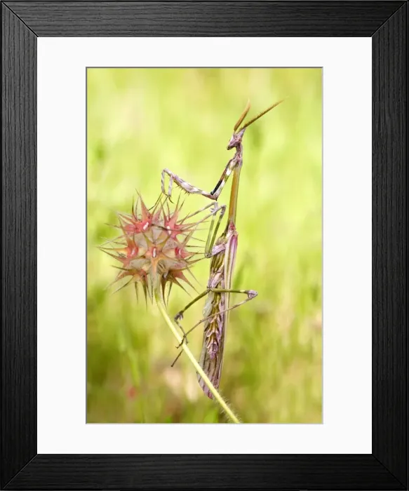 Framed Print : Cone-head Mantis - male - Tuscany - Italy Framed Print : Cone-head Mantis - male - Tuscany - Italy
