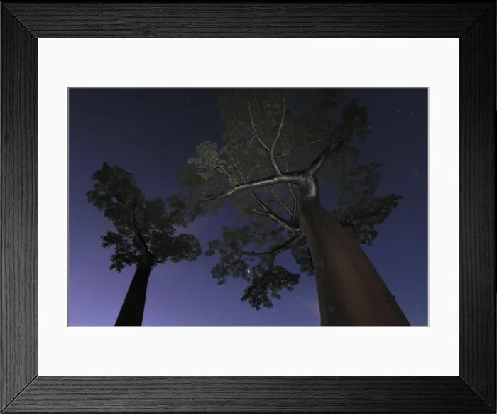 Framed Print : Grandidier's Baobab at night - near Morondava - Madagascar Framed Print : Grandidier's Baobab at night - near Morondava - Madagascar