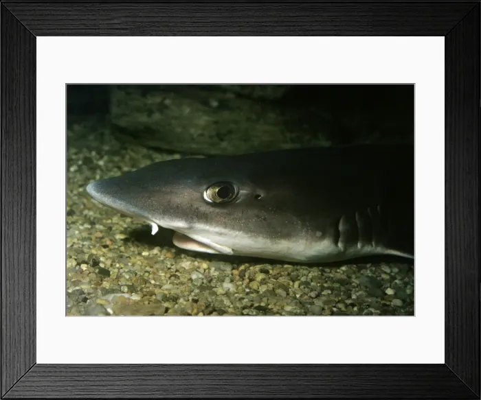 Framed Print : Smooth Dog Fish Framed Print : Smooth Dog Fish