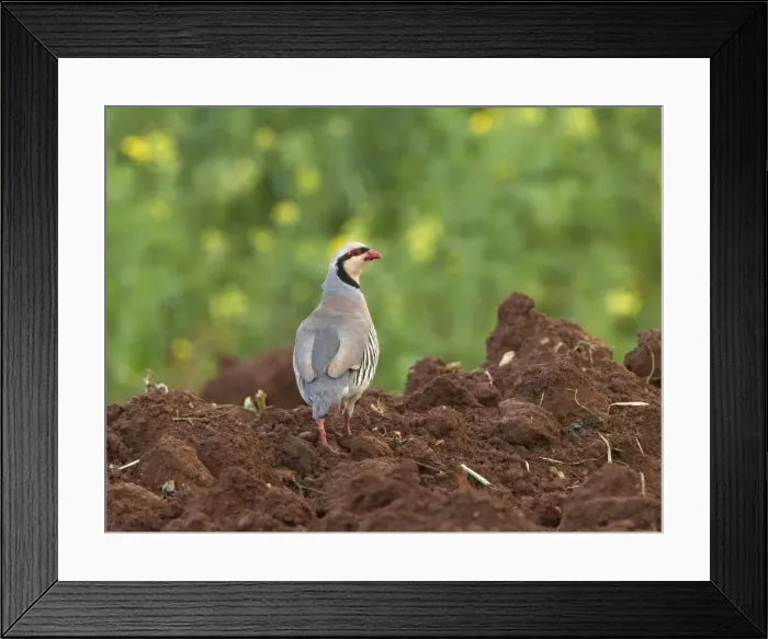 Framed Print : Chukar Partirdge - stood in ploughed field - April - Cyprus Framed Print : Chukar Partirdge - stood in ploughed field - April - Cyprus