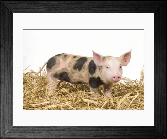 Framed Print : Pig - Piglet Framed Print : Pig - Piglet