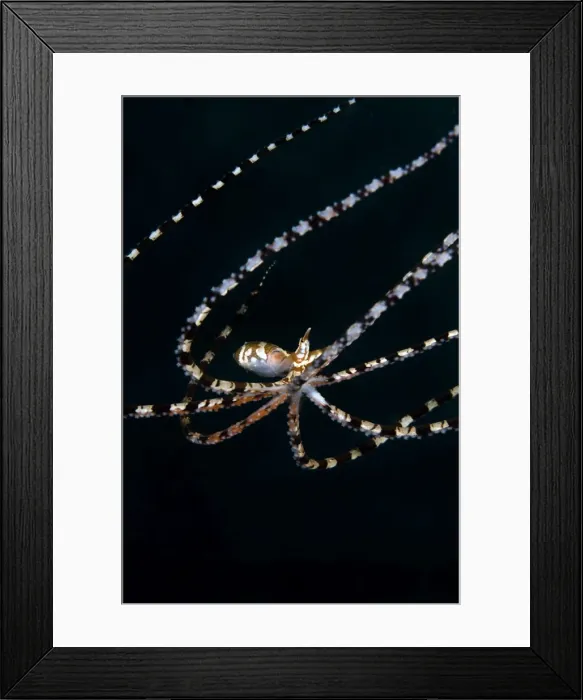 Framed Print : Wonderpus Octopus - Indonesia Framed Print : Wonderpus Octopus - Indonesia