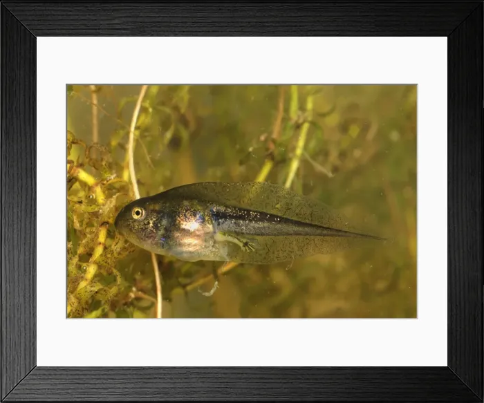 Framed Print : European Common Frog - tadpole - Switzerland Framed Print : European Common Frog - tadpole - Switzerland