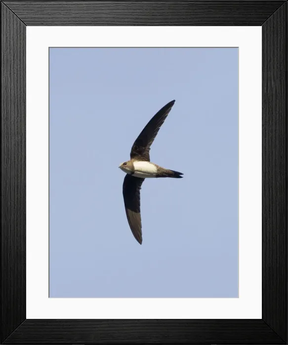 Framed Print : Alpine Swift - in flight - Southern Turkey - May Framed Print : Alpine Swift - in flight - Southern Turkey - May