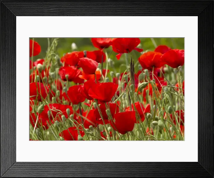 Framed Print : Red Poppies - May - UK Framed Print : Red Poppies - May - UK