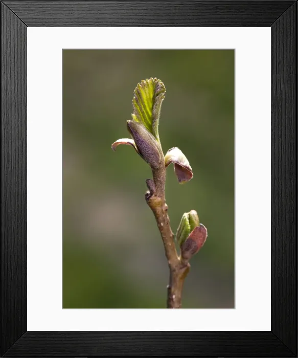 Framed Print : Alder Tree - twig with bud Framed Print : Alder Tree - twig with bud