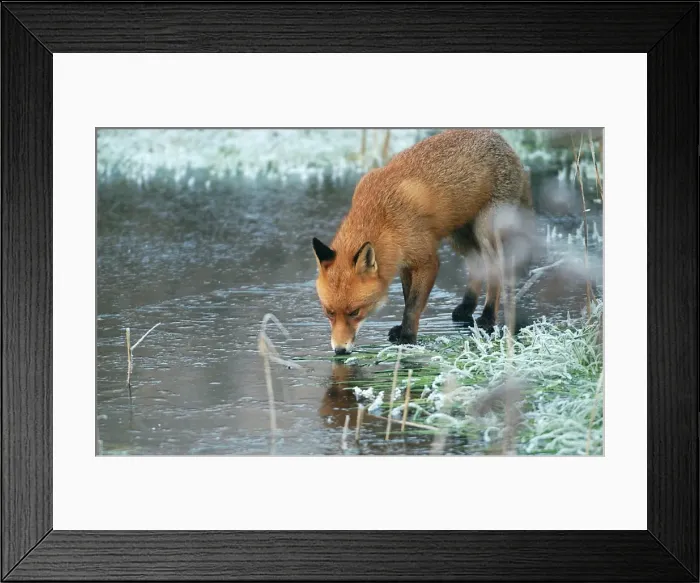 Framed Print : Red Fox RES 267 On frozen pond Vulpes vulpes © George Reszeter / ardea. com Framed Print : Red Fox RES 267 On frozen pond Vulpes vulpes © George Reszeter / ardea. com