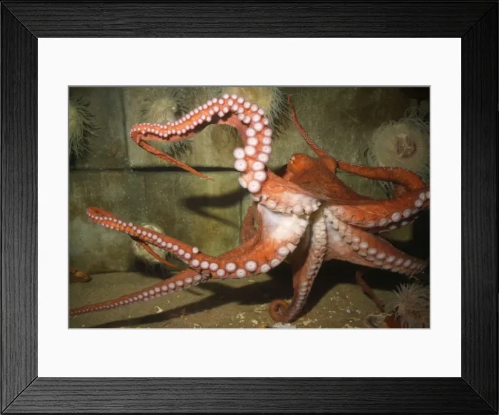Framed Print : Giant Pacific Octopus - Alsaka to California - formerly: Octopus apollyon Framed Print : Giant Pacific Octopus - Alsaka to California - formerly: Octopus apollyon