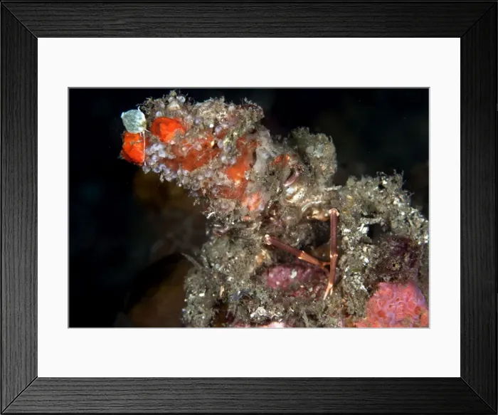 Framed Print : Decorator Crab - Indonesia Framed Print : Decorator Crab - Indonesia
