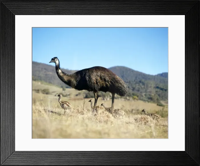 Framed Print : Emu - male with young Framed Print : Emu - male with young