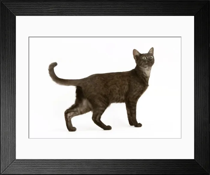 Framed Print : Cat - Egyptian Mau