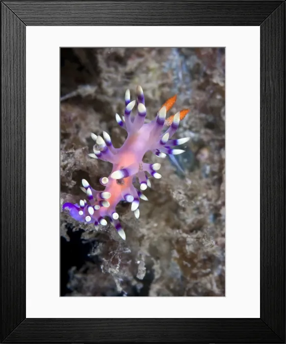 Framed Print : Nudibranch - Indonesia Framed Print : Nudibranch - Indonesia