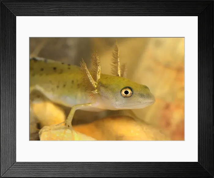 Framed Print : Smooth Newt Common Newt - larvae - Switzerland Framed Print : Smooth Newt Common Newt - larvae - Switzerland