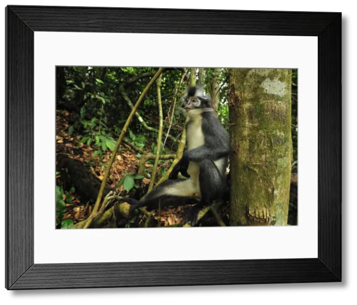 Framed Print : Thomas's Langur / Thomas's Leaf Monkey - Gunung Leuser National Park - Northern Sumatra - Indonesia Framed Print : Thomas's Langur / Thomas's Leaf Monkey - Gunung Leuser National Park - Northern Sumatra - Indonesia