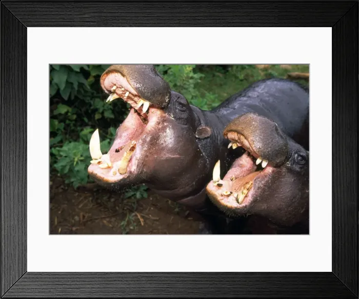 Framed Print : Pygmy Hippopotamus - x2 Framed Print : Pygmy Hippopotamus - x2