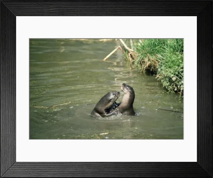 Framed Print : Otters - playing Framed Print : Otters - playing