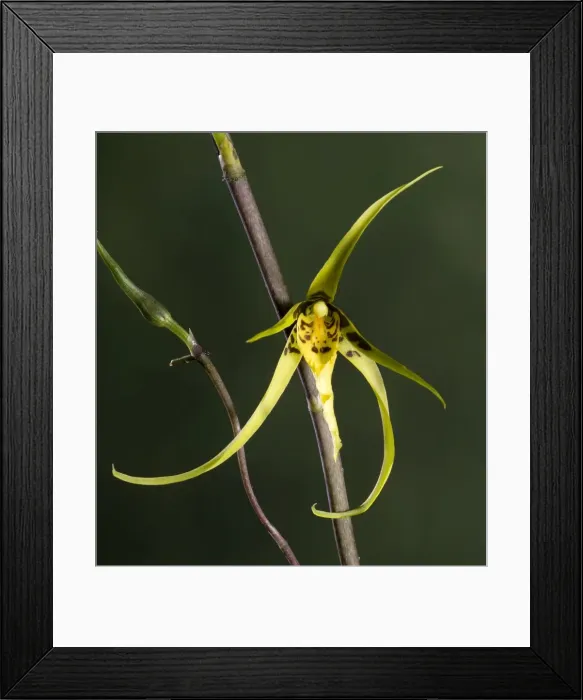 Framed Print : Orchid - Brassia Orchid - Tropical america Framed Print : Orchid - Brassia Orchid - Tropical america
