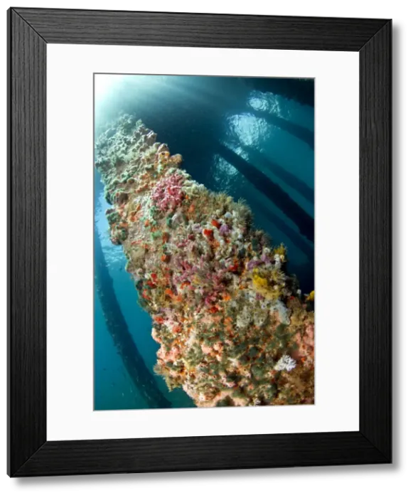 Framed Print : Marine Sponges - under the Jetty - Ambon - Indonesia Framed Print : Marine Sponges - under the Jetty - Ambon - Indonesia