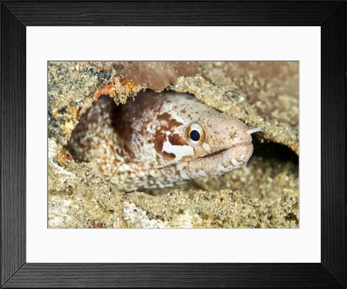 Framed Print : Barred-fin Moray Eel - Indonesia Framed Print : Barred-fin Moray Eel - Indonesia