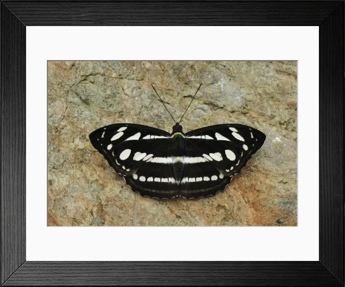 Framed Print : Sergeant - Nymphalid butterfly - Gunung Leuser National Park - Bukit Lawang - Northern Sumatra - Indonesia Framed Print : Sergeant - Nymphalid butterfly - Gunung Leuser National Park - Bukit Lawang - Northern Sumatra - Indonesia