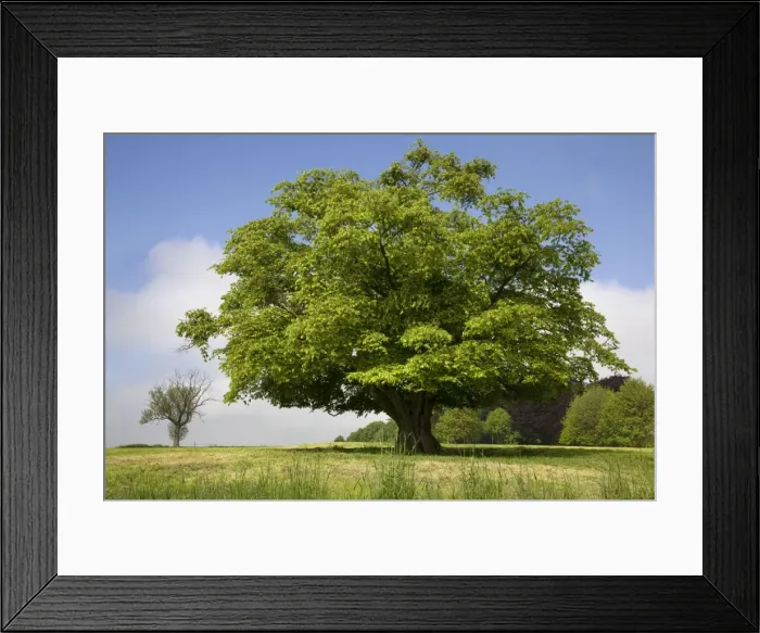 Framed Print : Hornbeam Tree Framed Print : Hornbeam Tree