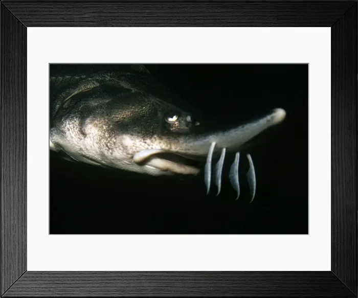 Framed Print : Lake Sturgeon Framed Print : Lake Sturgeon