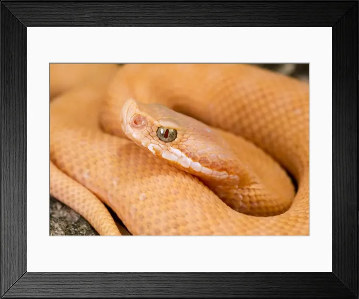 Framed Print : Asp Viper - newborn xanthocroic asp viper - Central Italy Framed Print : Asp Viper - newborn xanthocroic asp viper - Central Italy