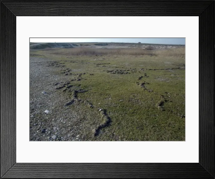 Framed Print : Mole Love Runs, shallow tunnels pushed up above the surface as moles quickly expand their territory seeking mates in the early spring. This is seen especially where the soil is not deep or the water table is high Framed Print : Mole Love Runs, shallow tunnels pushed up above the surface as moles quickly expand their territory seeking mates in the early spring. This is seen especially where the soil is not deep or the water table is high