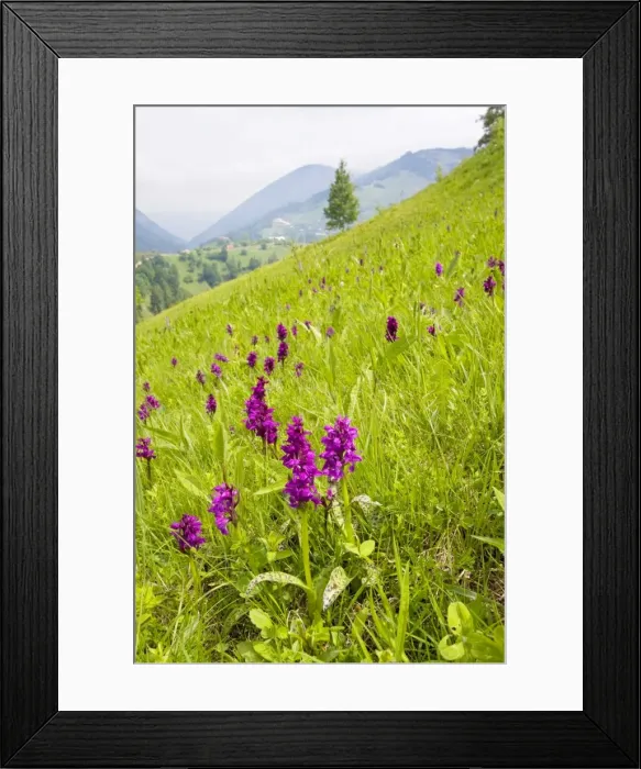 Framed Print : Broad-leaved Marsh Orchid - Piatra Craiulu mountains. Romanian Carpathians Framed Print : Broad-leaved Marsh Orchid - Piatra Craiulu mountains. Romanian Carpathians