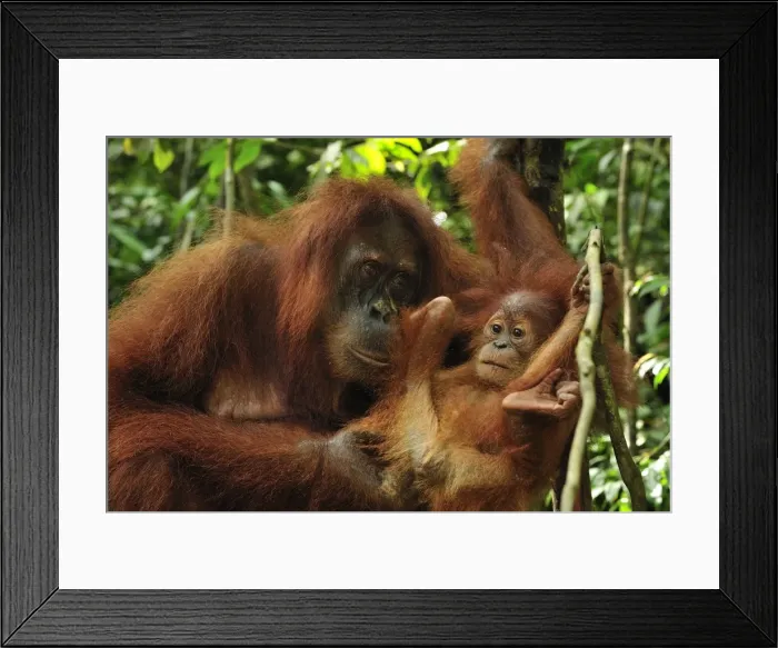 Framed Print : Sumatran Orangutan - mother with baby - Gunung Leuser National Park - Northern Sumatra - Indonesia Framed Print : Sumatran Orangutan - mother with baby - Gunung Leuser National Park - Northern Sumatra - Indonesia