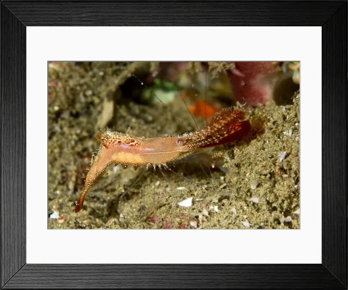 Framed Print : Rock Shrimp - Indonesia Framed Print : Rock Shrimp - Indonesia