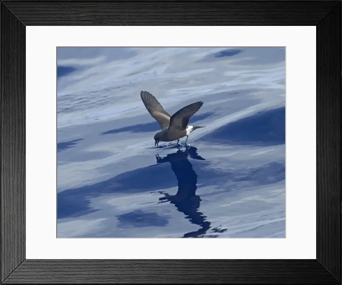 Framed Print : Madeiran Storm-Petrel - feeding on sea - June - Madeira Framed Print : Madeiran Storm-Petrel - feeding on sea - June - Madeira
