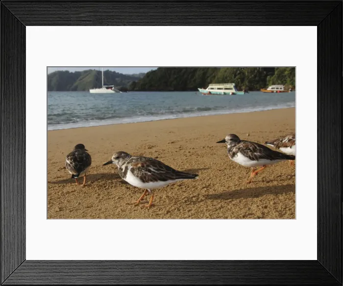 Framed Print : Turnstones - on the beach - early morning - Tobago Framed Print : Turnstones - on the beach - early morning - Tobago