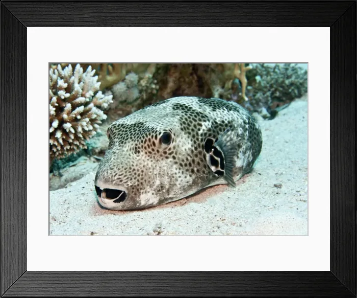 Framed Print : Star Puffer Fish - Red Sea Framed Print : Star Puffer Fish - Red Sea