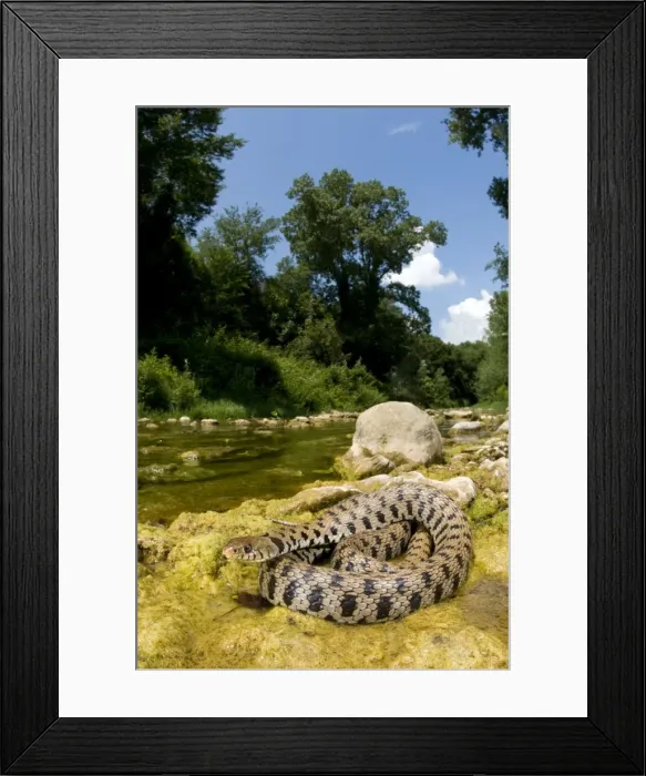 Framed Print : Grass Snake - basking near a stream - Tuscany Framed Print : Grass Snake - basking near a stream - Tuscany