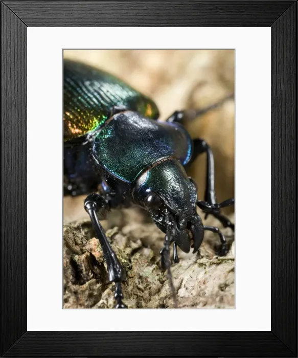 Framed Print : Forest Caterpillar Hunter - close-up - Italy Framed Print : Forest Caterpillar Hunter - close-up - Italy