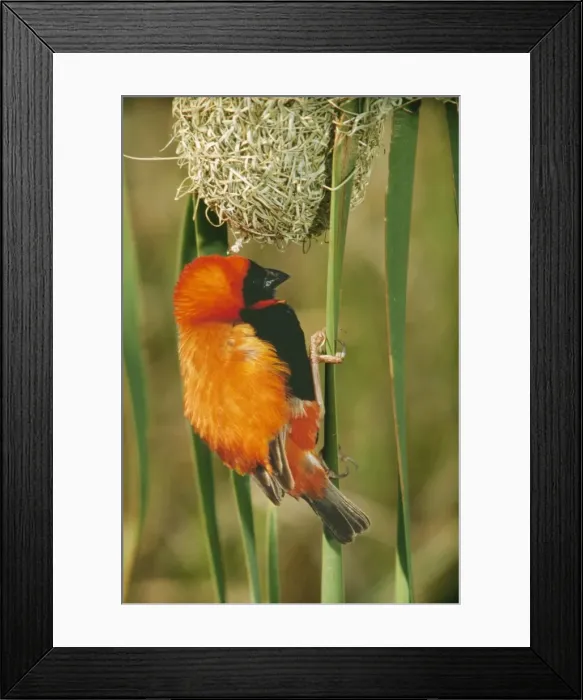 Framed Print : Red Bishop PS 2679 Euplectes orix © Peter Steyn  /  ardea. com