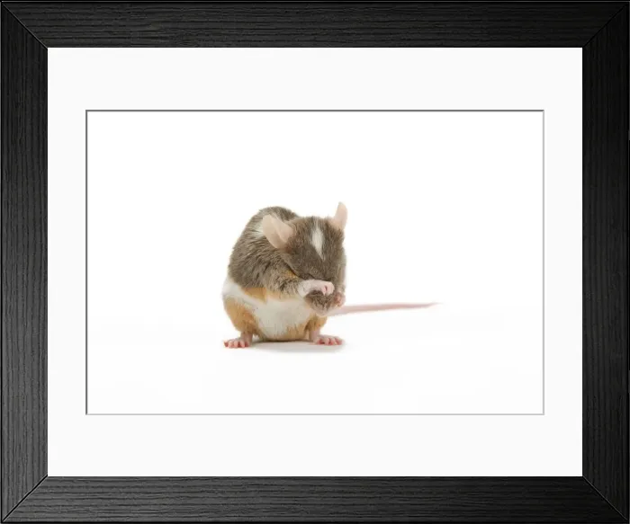 Framed Print : Pet Mouse - in studio Framed Print : Pet Mouse - in studio