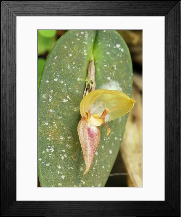 Framed Print : Orchid - Departamento Putumayo - Colombia Framed Print : Orchid - Departamento Putumayo - Colombia