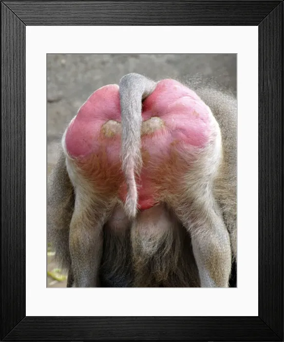 Framed Print : Sacred Baboon - rear view - East Africa Framed Print : Sacred Baboon - rear view - East Africa