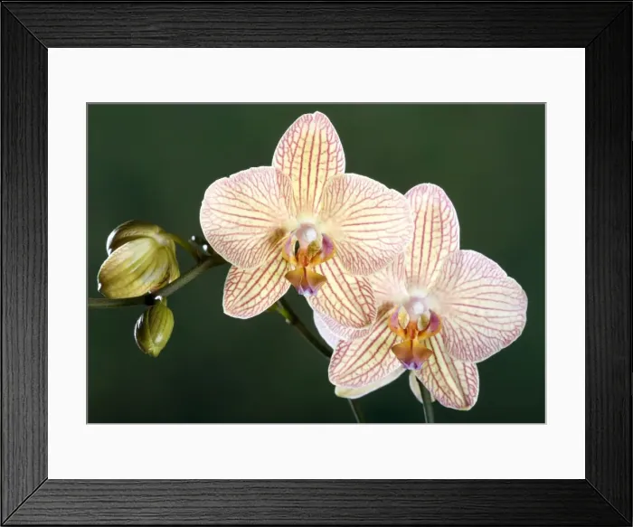 Framed Print : Orchid - Malibu Bistrot - Asia Framed Print : Orchid - Malibu Bistrot - Asia