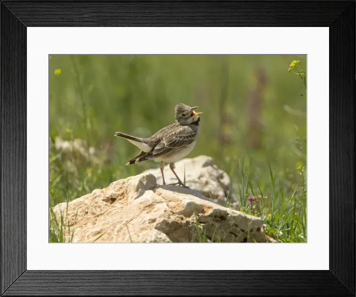 Framed Print : Calandra Lark - calling - Southern Turkey - May Framed Print : Calandra Lark - calling - Southern Turkey - May
