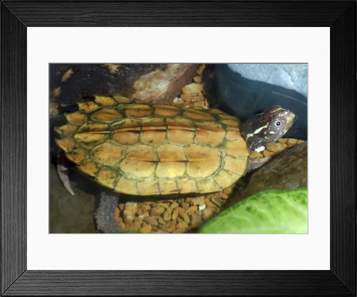 Framed Print : Black-breasted Leaf Turtle - freshwaters North Vietnam Framed Print : Black-breasted Leaf Turtle - freshwaters North Vietnam