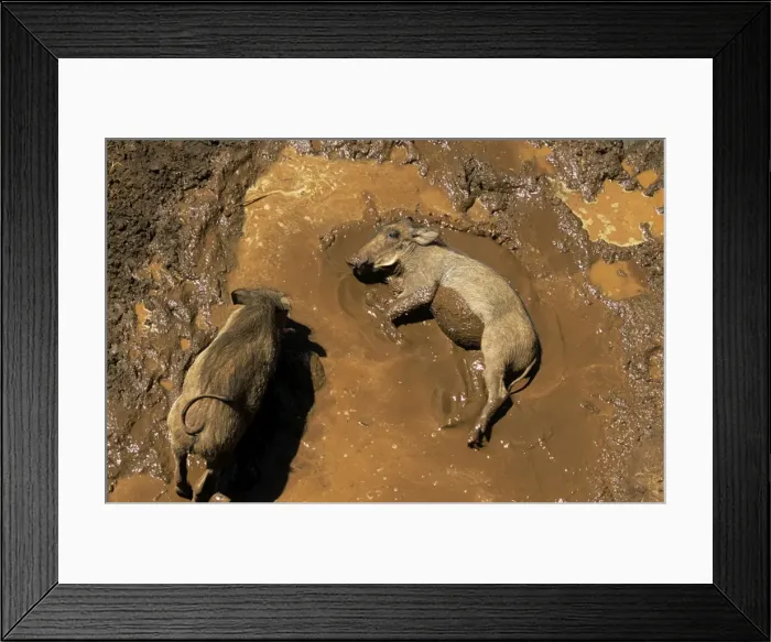 Framed Print : Warthogs - wallowing in mud Framed Print : Warthogs - wallowing in mud