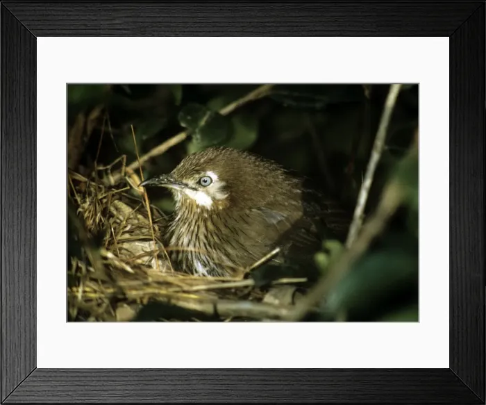 Framed Print : Spiny Babber - Kathmandu - Nepal Framed Print : Spiny Babber - Kathmandu - Nepal
