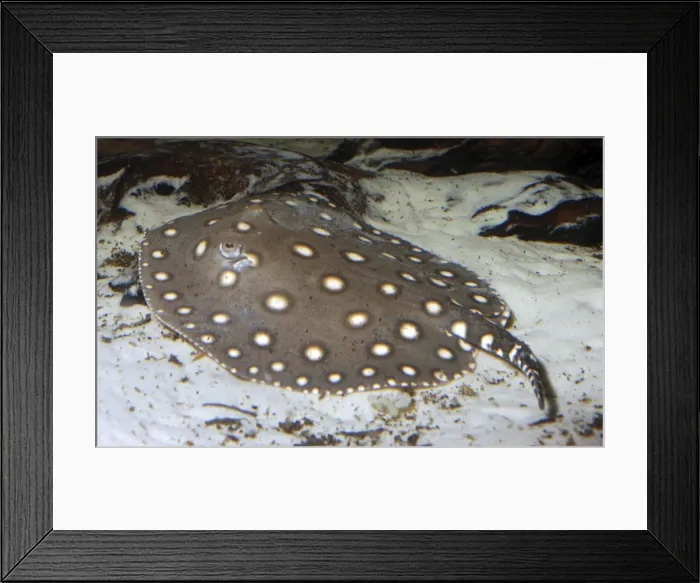 Framed Print : Smooth-back River Ray - freshwater - South America Framed Print : Smooth-back River Ray - freshwater - South America