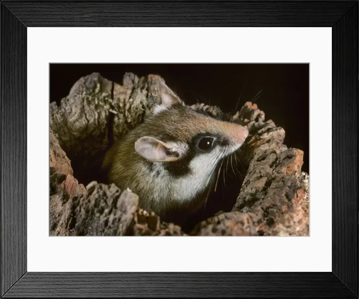 Framed Print : Garden Dormouse - emerging from hole in log Framed Print : Garden Dormouse - emerging from hole in log