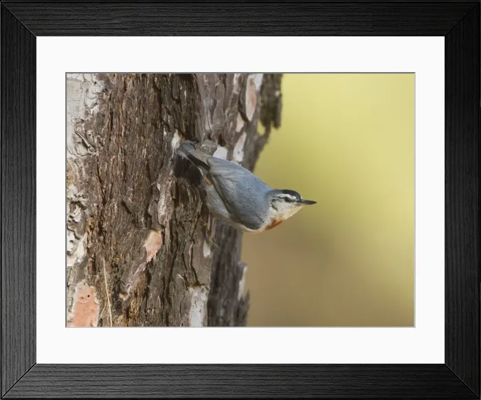 Framed Print : Kruper's Nuthatch - on Pine Tree - Southern Turkey - May Framed Print : Kruper's Nuthatch - on Pine Tree - Southern Turkey - May