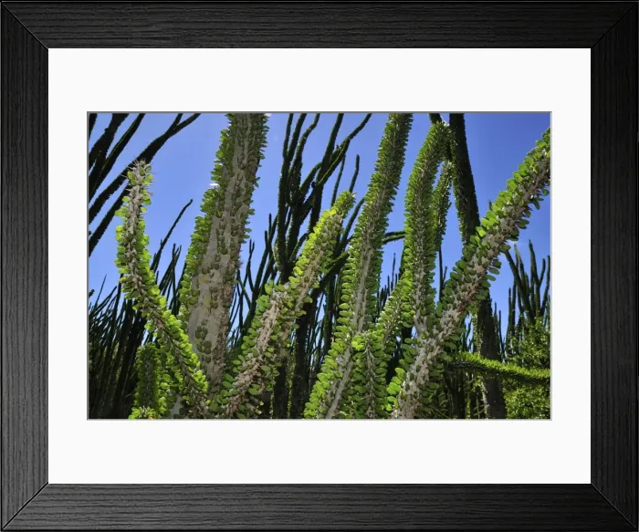 Framed Print : Alluaudia spiny plant - Spiny Forest - Berenty Private Reserve - Southern Madagascar Framed Print : Alluaudia spiny plant - Spiny Forest - Berenty Private Reserve - Southern Madagascar