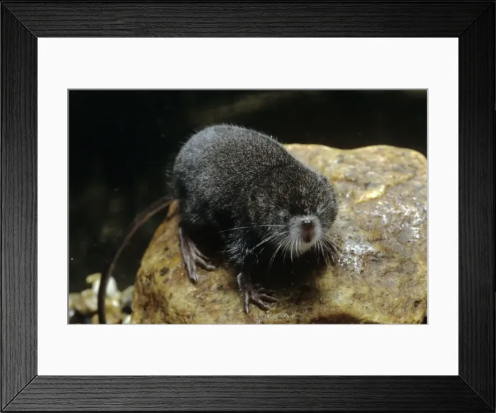 Framed Print : Northern Water Shrew - USA Framed Print : Northern Water Shrew - USA